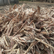 bagasse