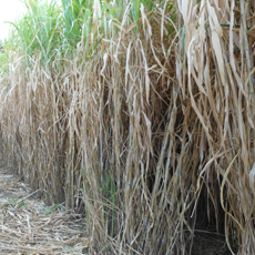 corn stalks