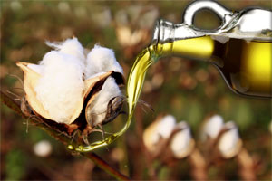 cottonseed oil