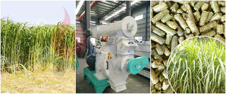 napier grass pellets production